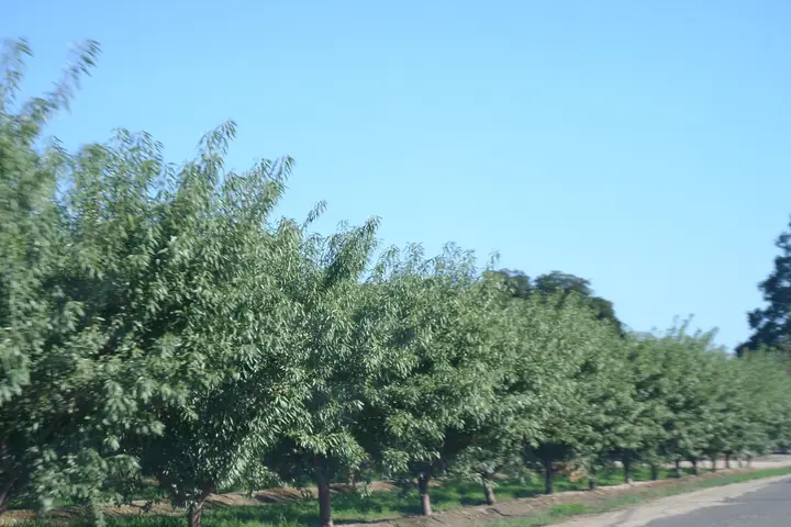 An almond orchard in California's Central Valley