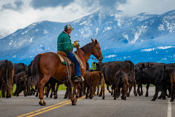 Cowboys moving cattle on a Montana ranch