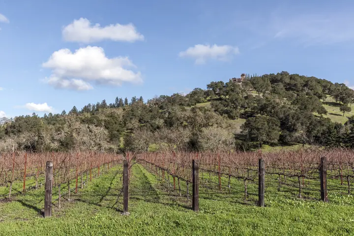 Rows of vines in a Napa Valley vineyard, California