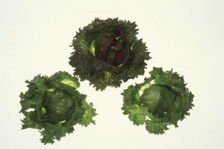 Iceberg lettuce growing in California's Salinas Valley