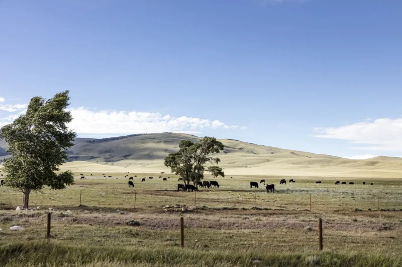 Cattle grazing on the Laramie Plain near Centennial in Albany County, Wyoming